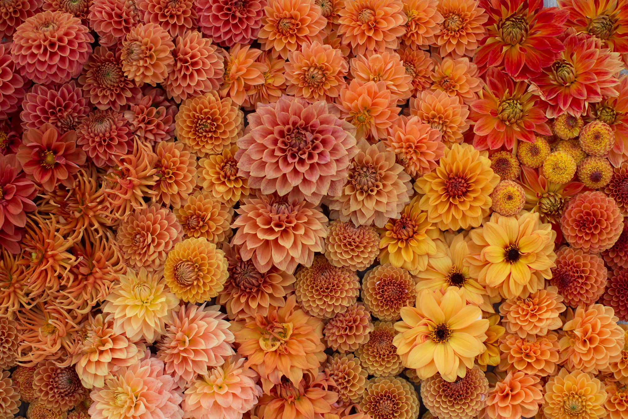 Orange dahlia blooms