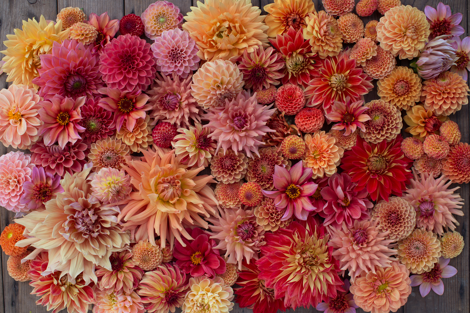 Red and orange dahlia blooms