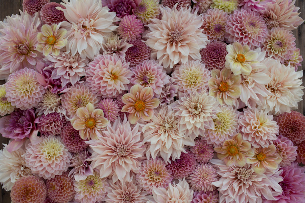 Dahlia Color Palettes Floret Flowers