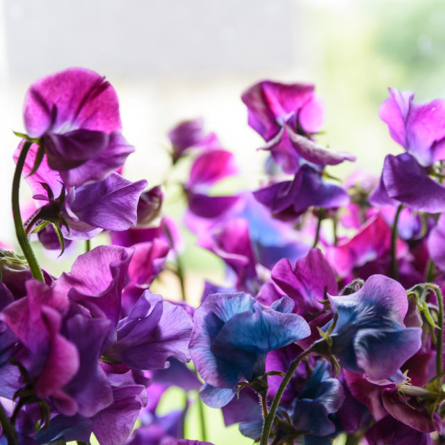 Purple and blue sweet peas