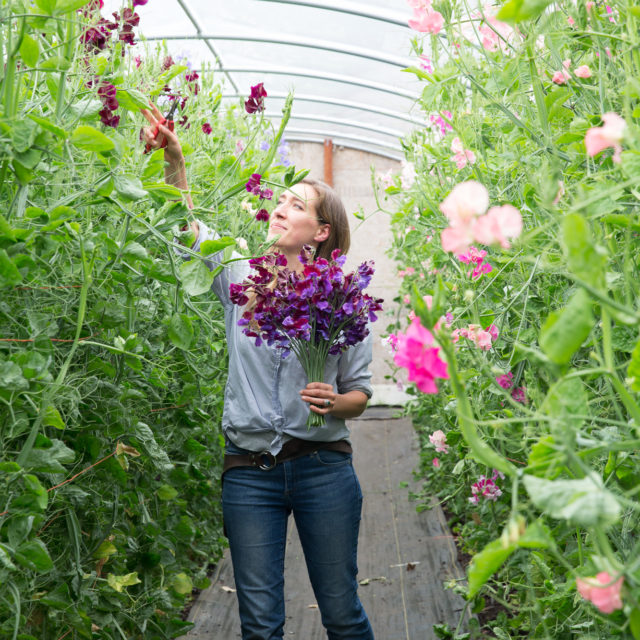 Erin Benzakein harvesting sweet peas in a greenhouse