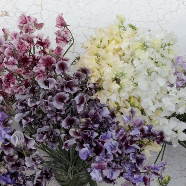 Sweet peas in vases