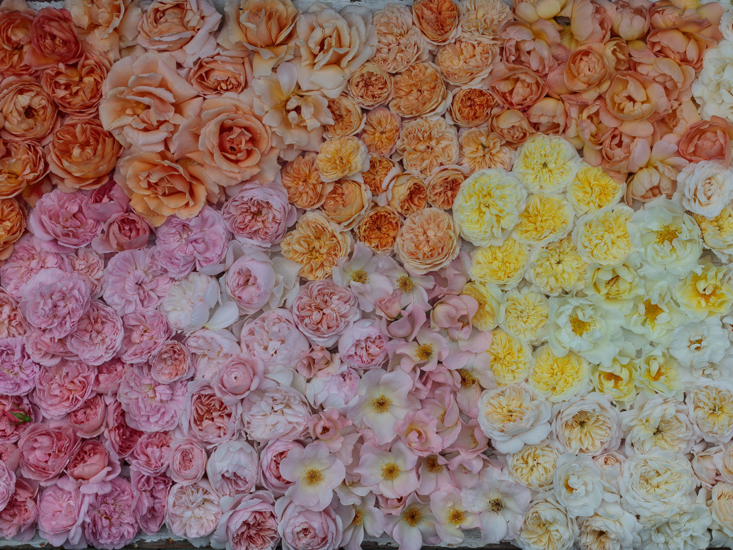 Roses laid flat in a color gradient