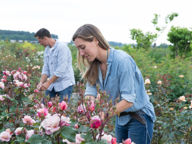 Erin and Chris Benzakein harvesting roses