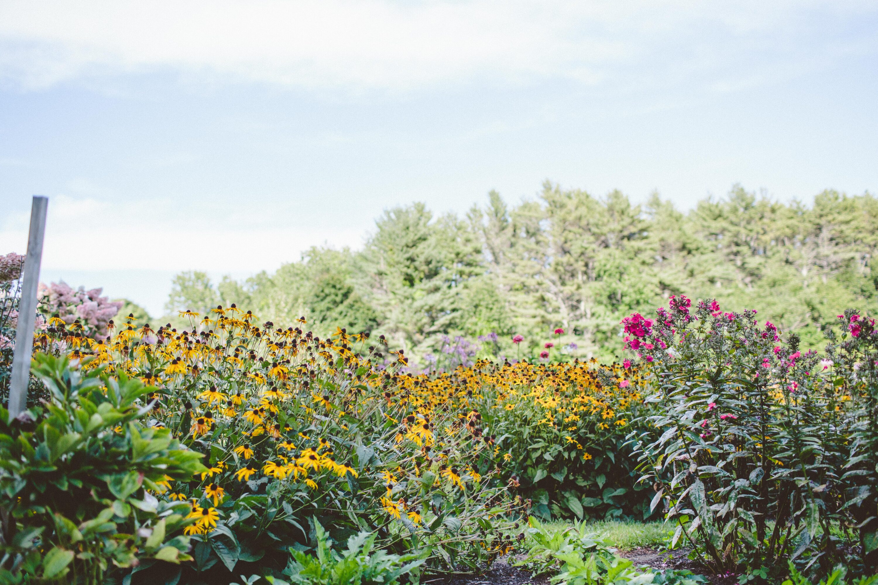 Flowers growing in a garden