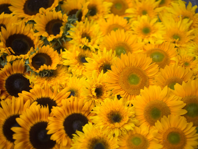 Sunflower blooms