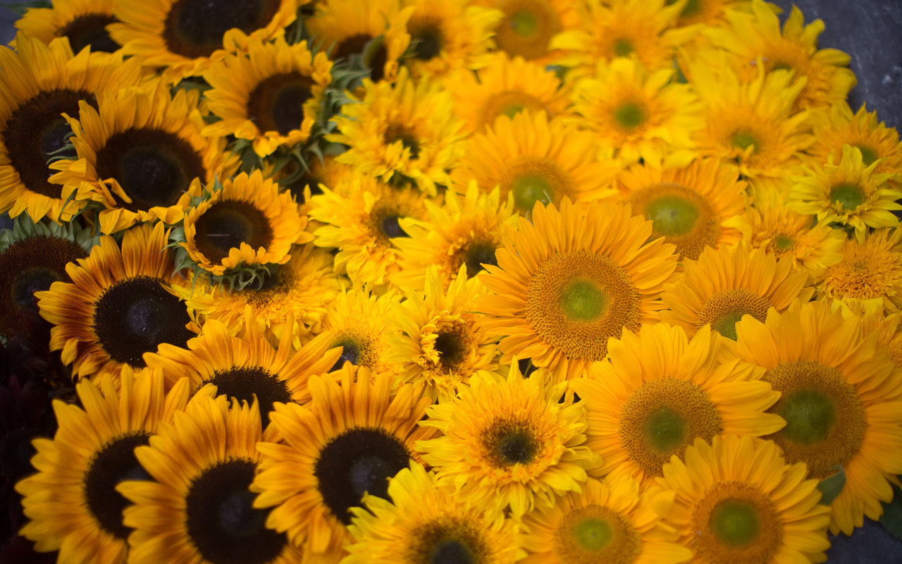 Sunflower blooms