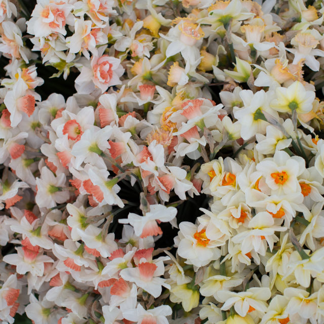 Overhead view of daffodils