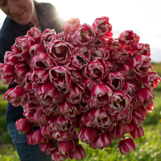 Erin Benzakein with an armload of tulips