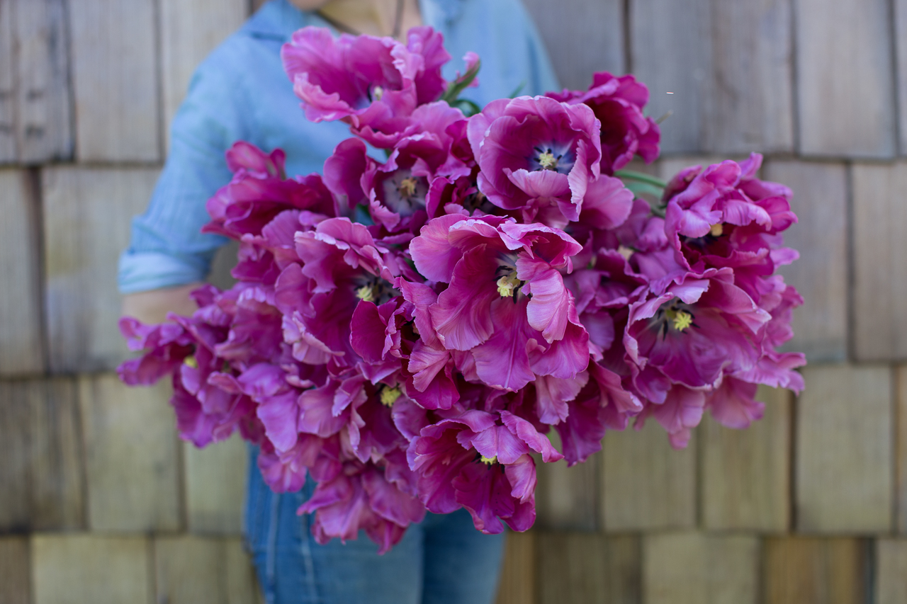 Erin Benzakein with an armload of purple tulips