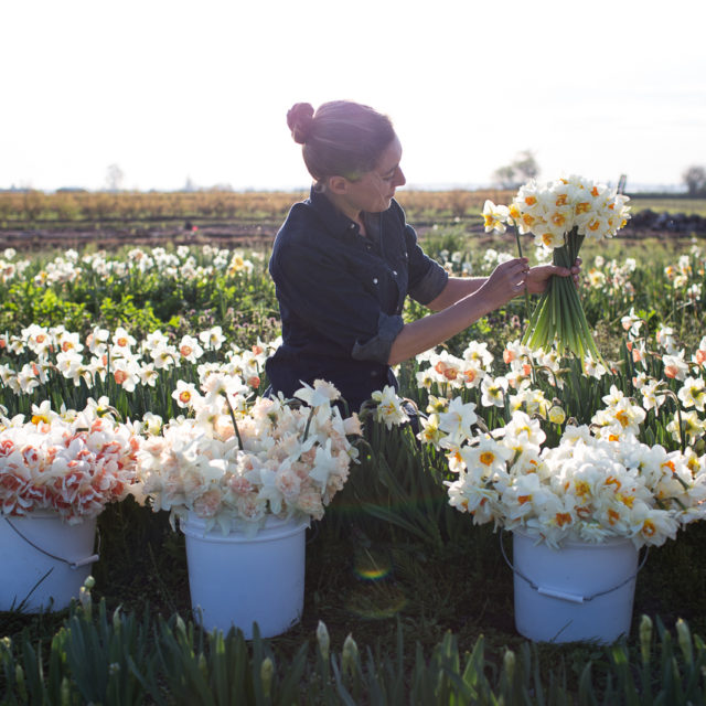 Erin Benzakein with buckets of daffodils in the field