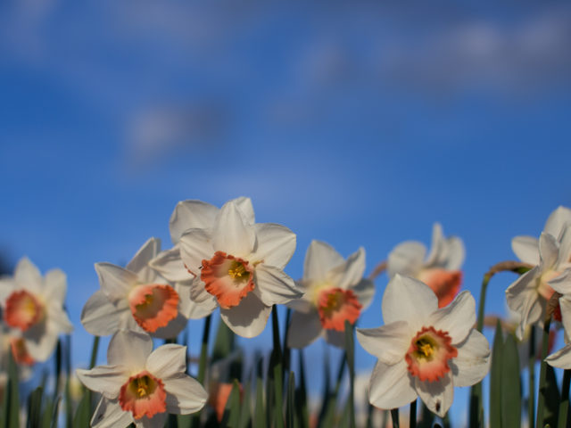 Daffodil blooms