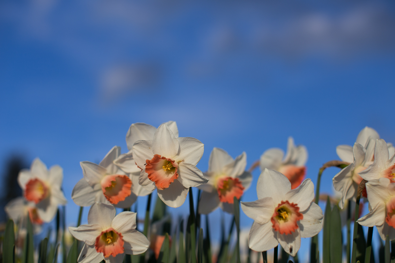 Daffodil blooms