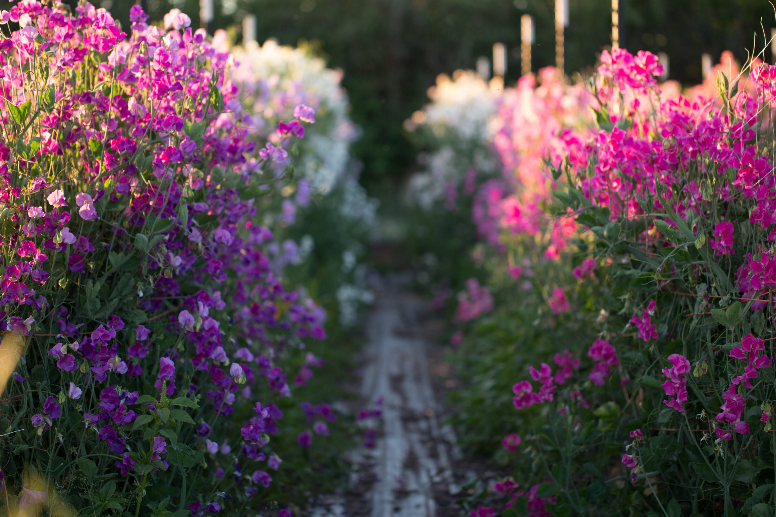 Rows of sweet peas growing