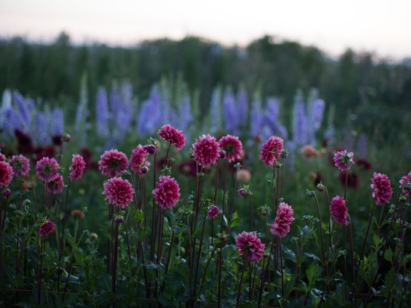 Online Floret Flowers