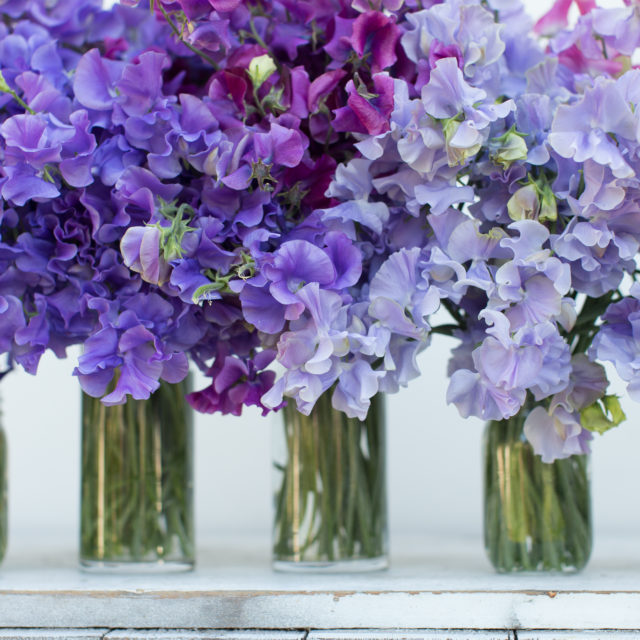 Floret Flowers We are a small family farm in Washington's Skagit Valley