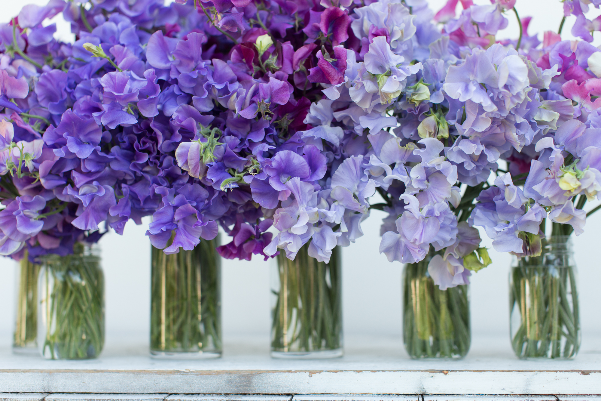 Jars of purple sweet peas