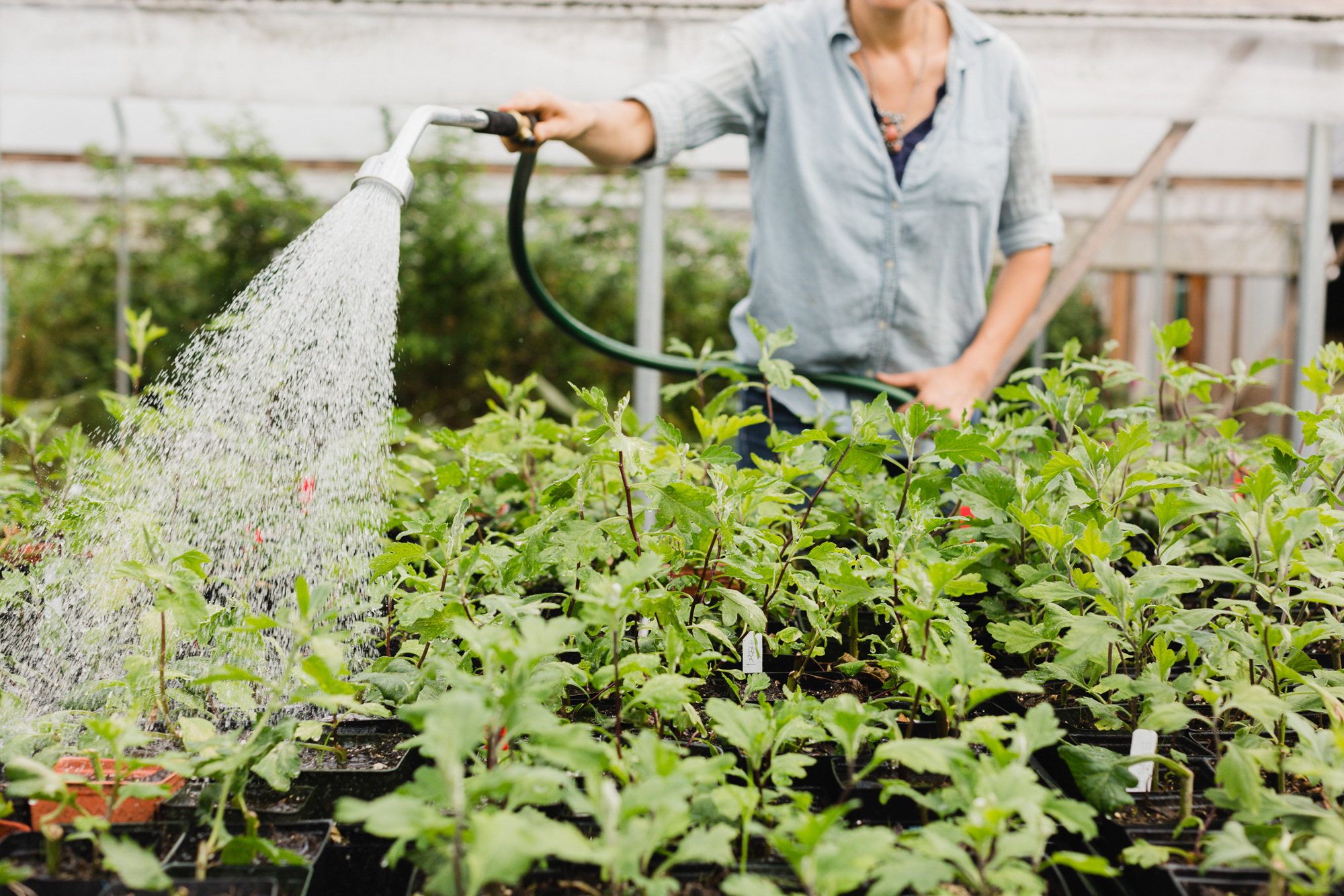Erin Benzakein watering seedlings in a greenhouse