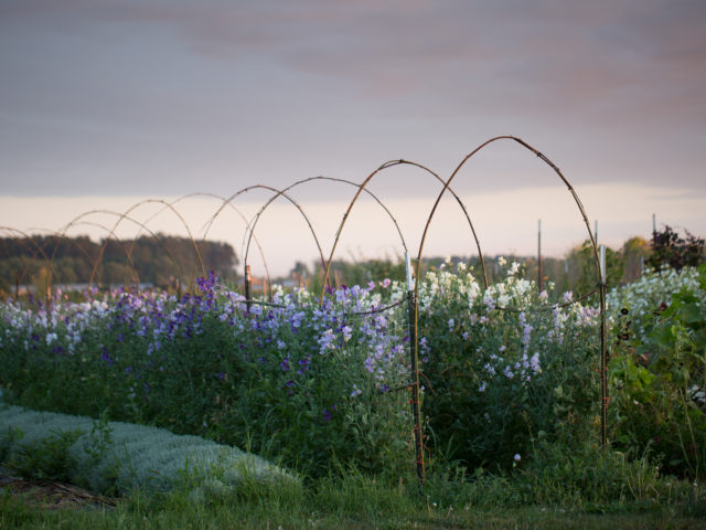Sweet pea tunnel at Floret