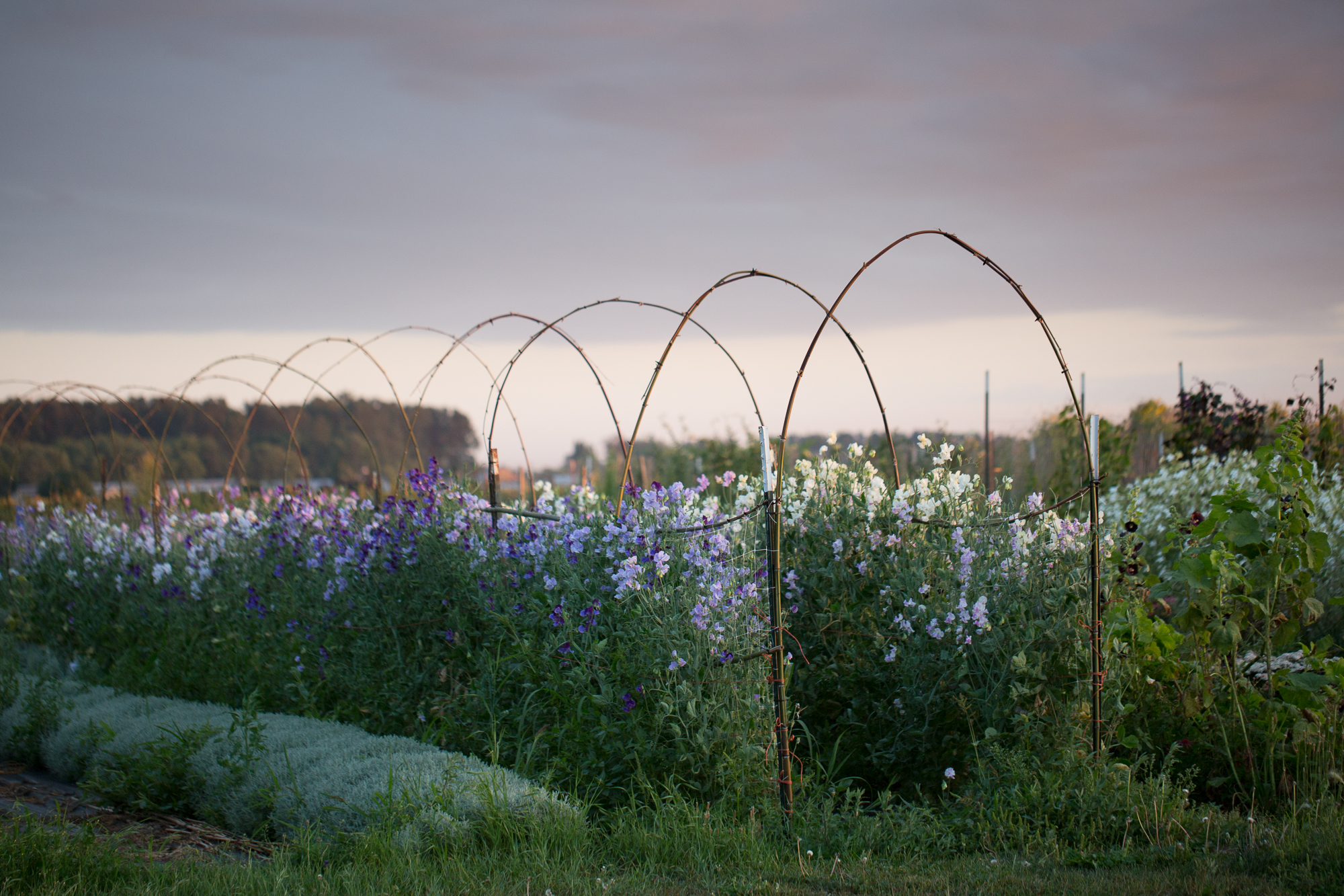 Sweet pea tunnel at Floret