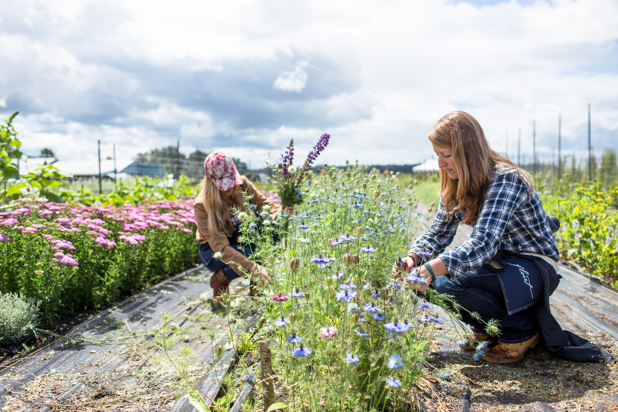 Floret flower harvesting