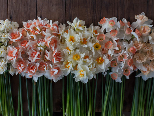 Bunches of narcissus flowers