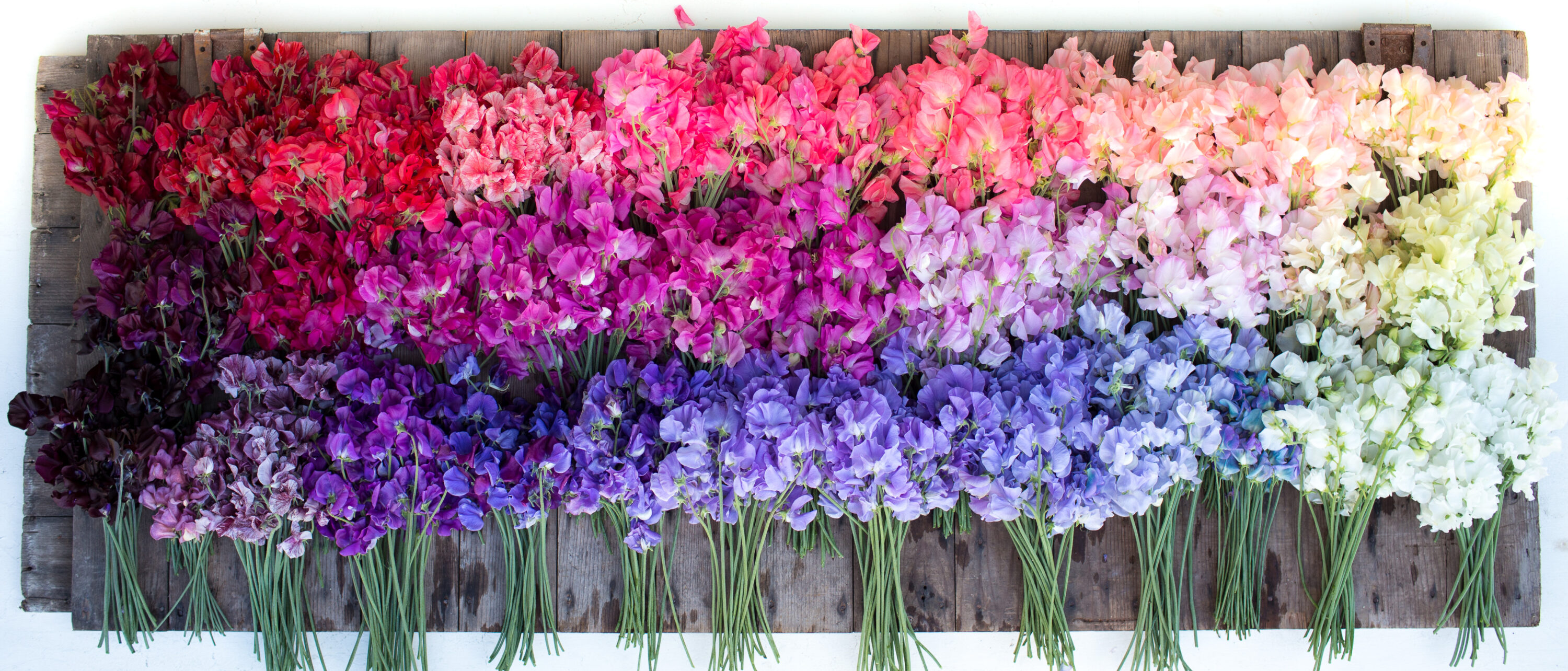 Sweet pea varieties laid down in a rainbow