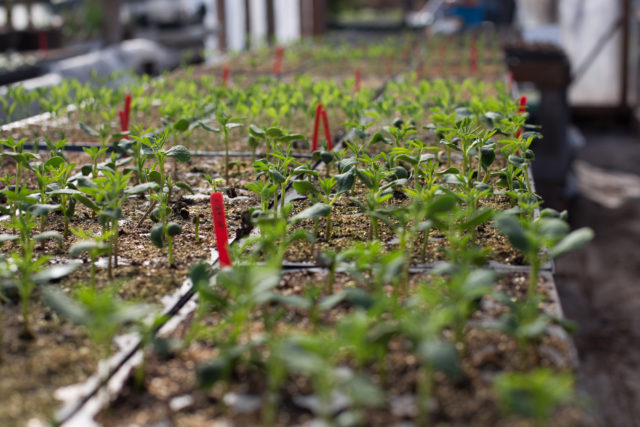 Trays of sprouting seedlings