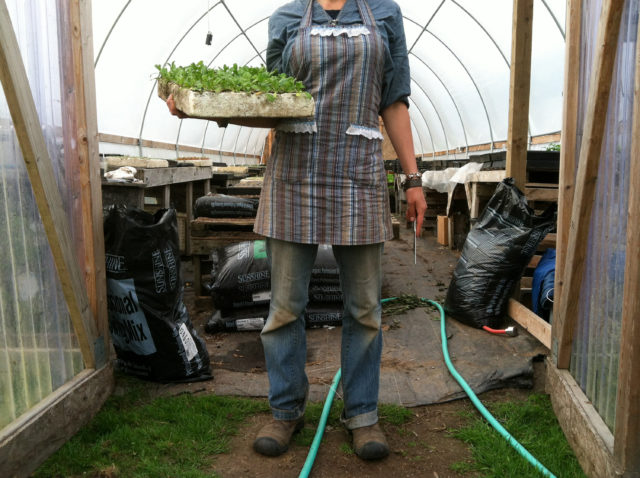 Holding seedlings in front of Floret greenhouse