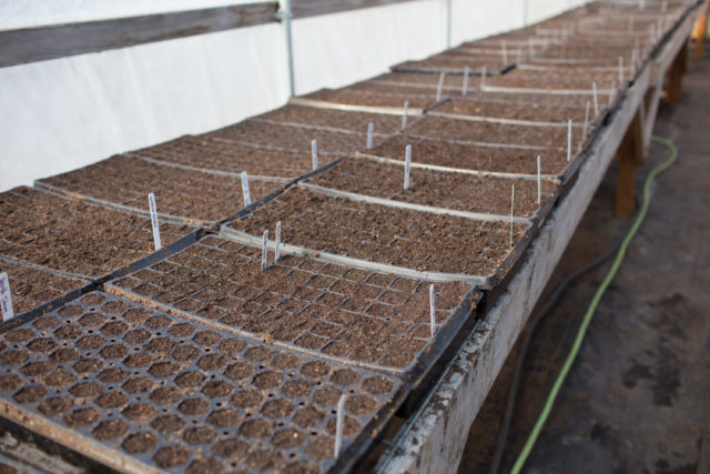trays of freshly sown seeds in seed trays in greenhouse