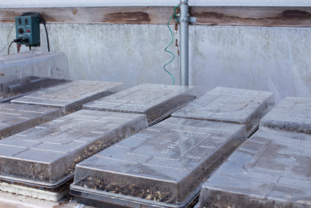 freshly sown seed trays with humidity domes