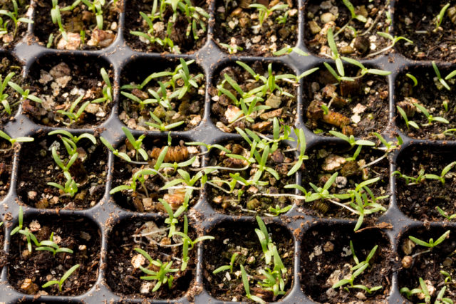 flower seedlings growing in seed trays