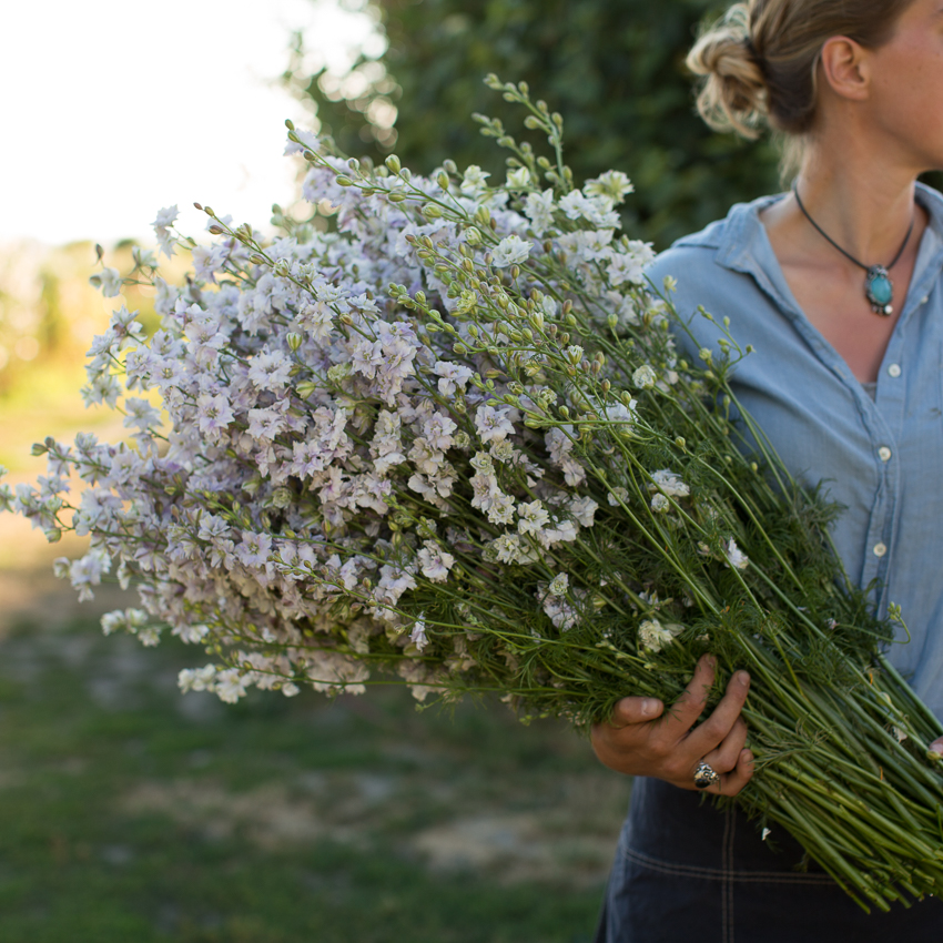 spring with these hardy annual flowers Floret Flowers