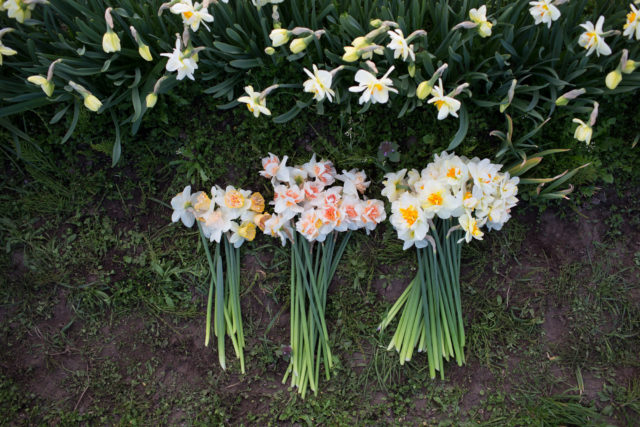 freshly harvested daffodils from the garden 