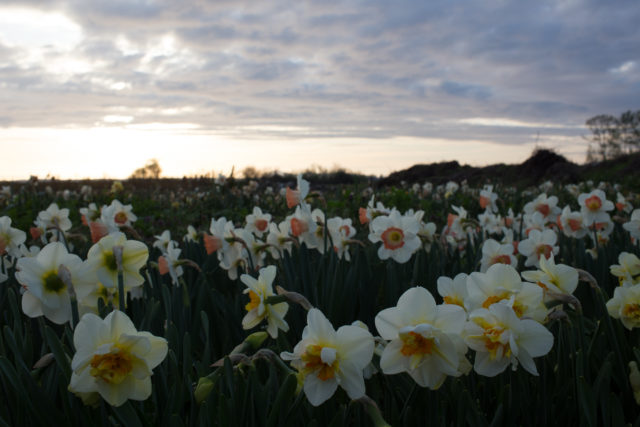 Floret Flower Farm daffodil field