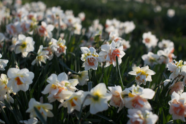 Specialty daffodil varieties 