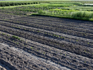 Bare soil fields at Floret