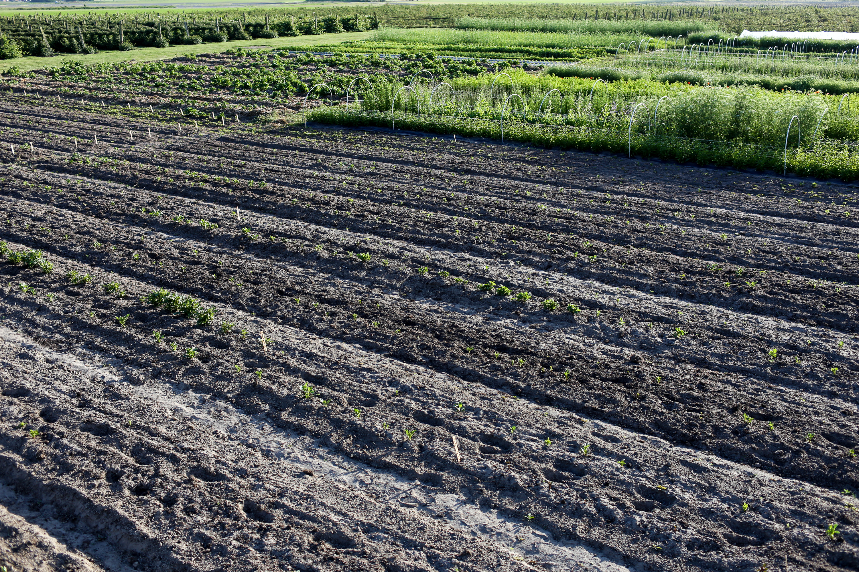 Bare soil fields at Floret