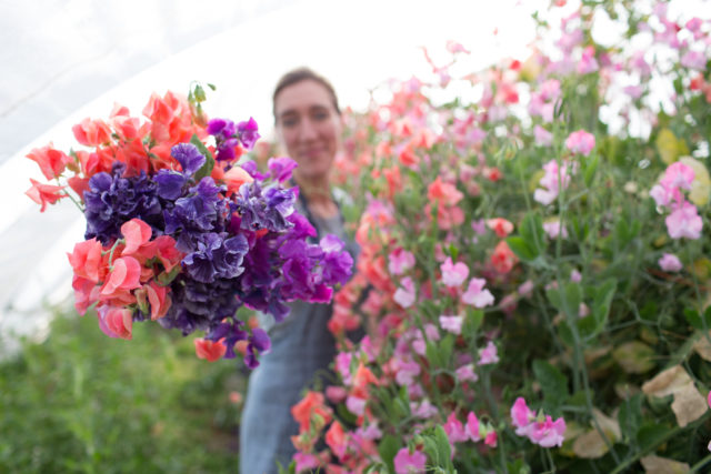 Erin Benzakein of floret with handful of sweet peas