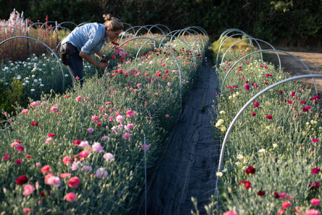 Floret flower trial garden