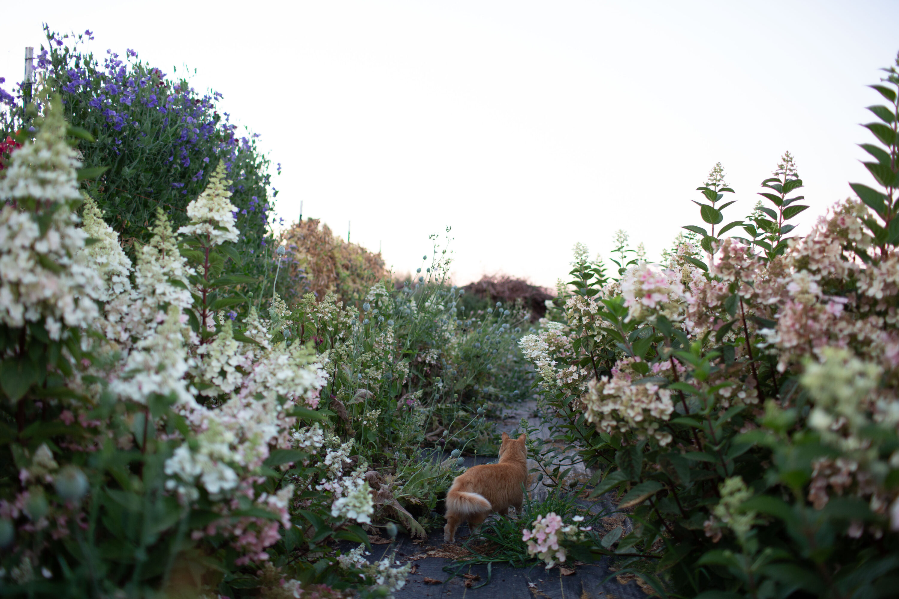 Farm cat Timmy at Floret