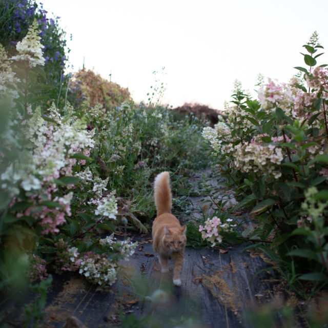 floret-flowers-we-are-a-small-family-farm-in-washington-s-skagit-valley