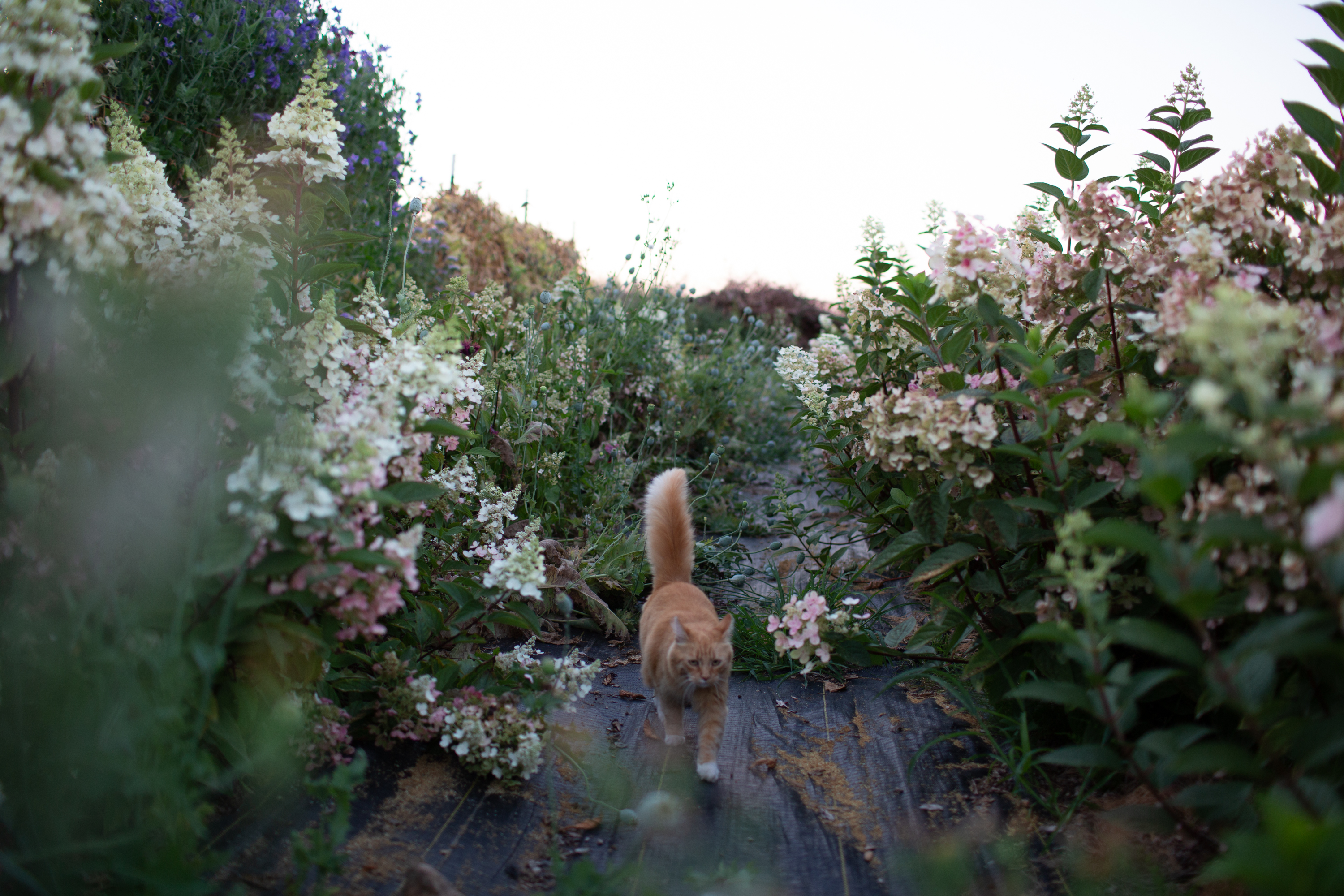Timmy the cat in a row of flowers