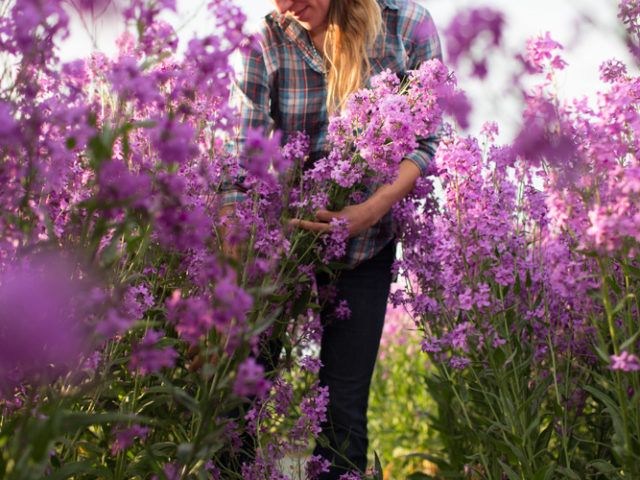 Erin Benzakein harvesting purple flowers