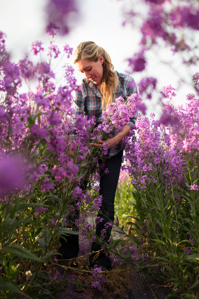 Erin Benzakein harvesting purple flowers