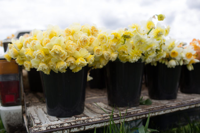 15 interesting facts about daffodils and narcissus - The Boston Bulb  Company Ltd