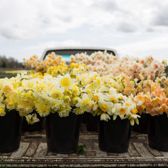 vans california 2014 holiday floral mix pack