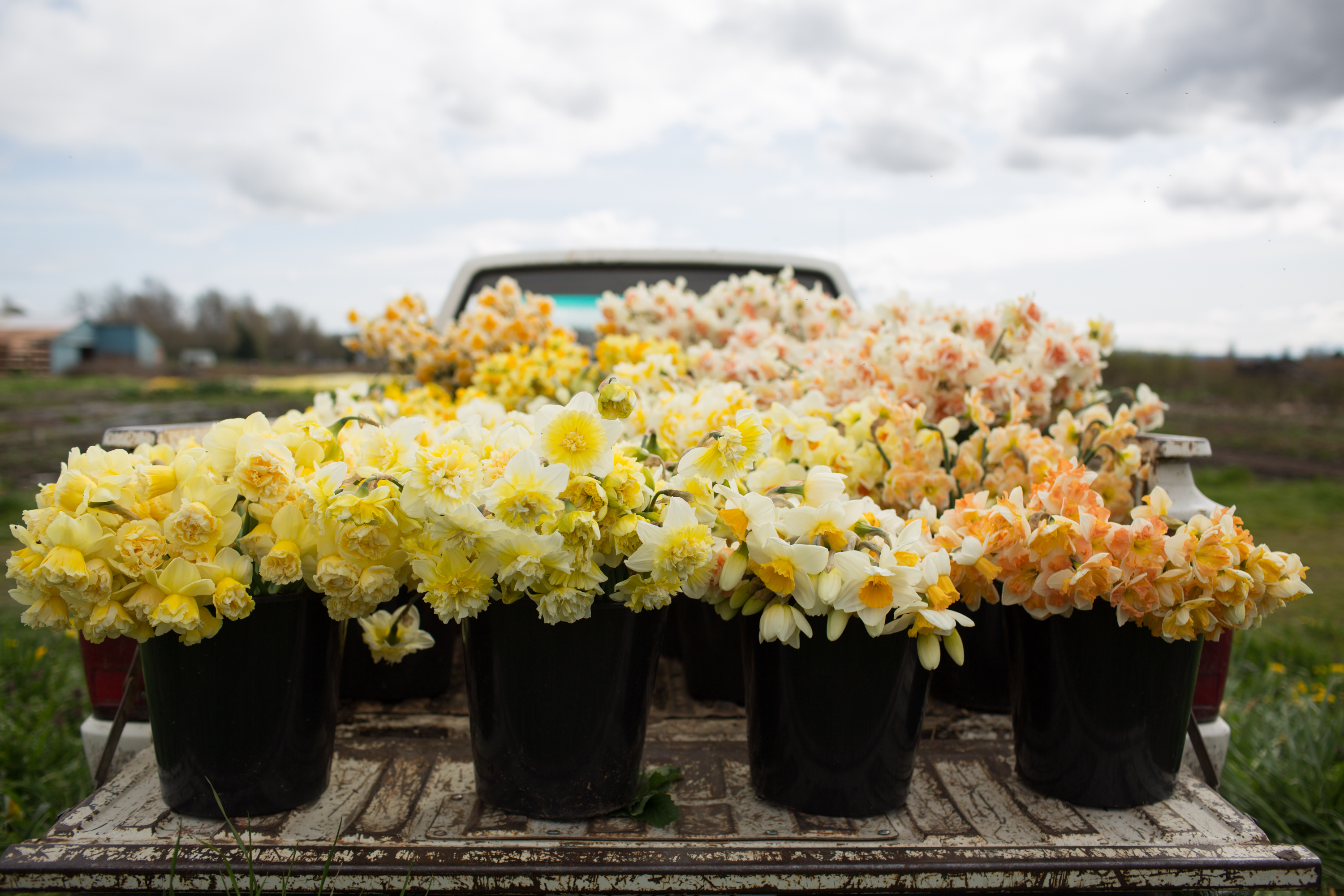Buckets of daffodils in a truck bed