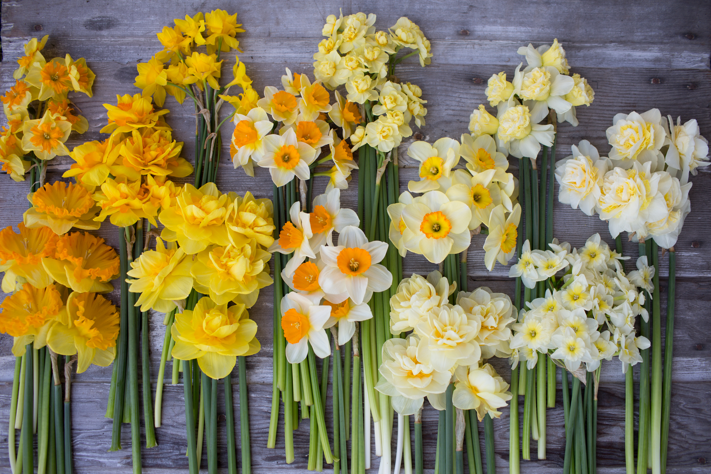 Bunches of daffodils