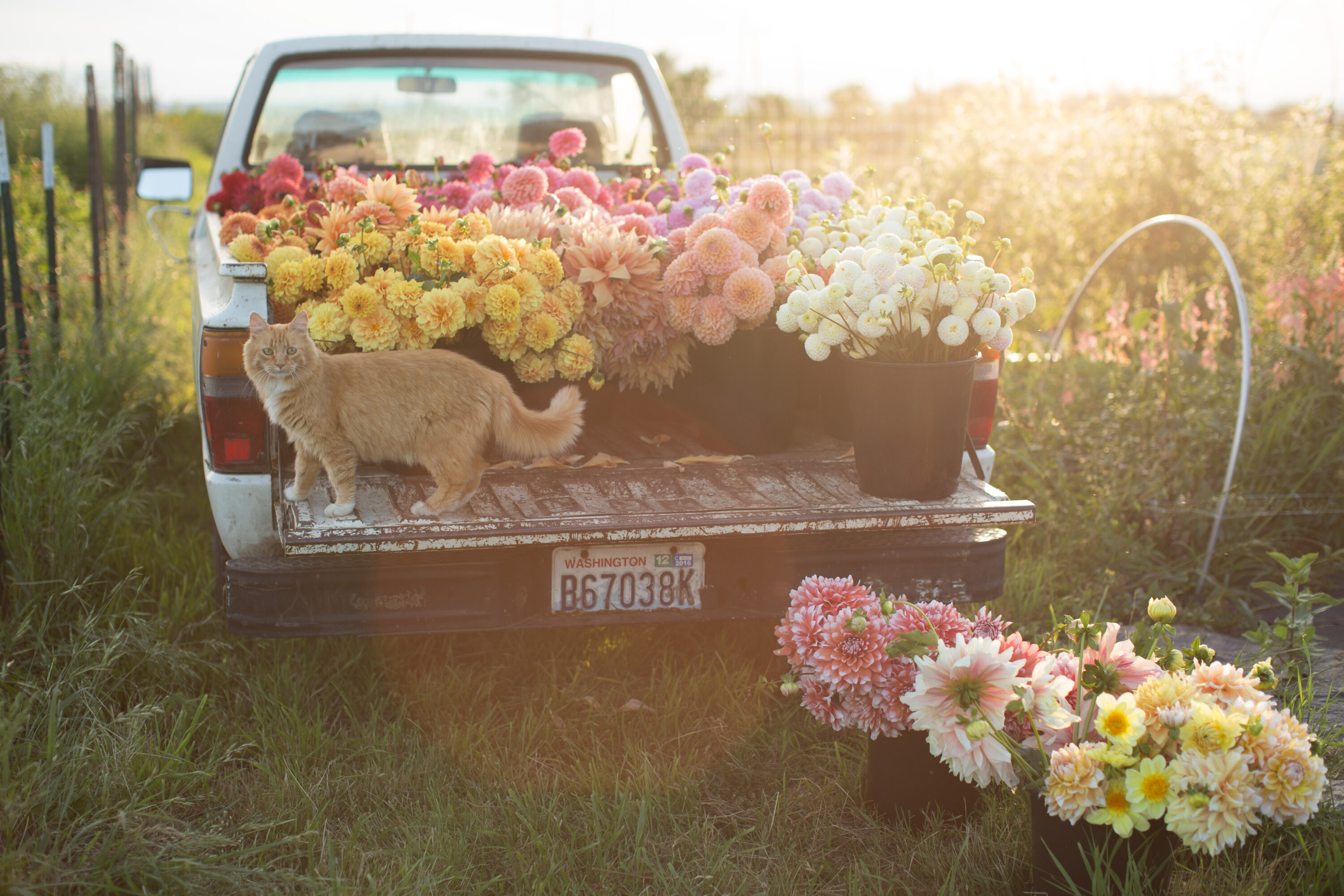 Timmy the cat with Floret truck full of dahlias
